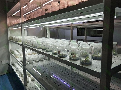 鞍山植物组织培养实验室设计建设方案
